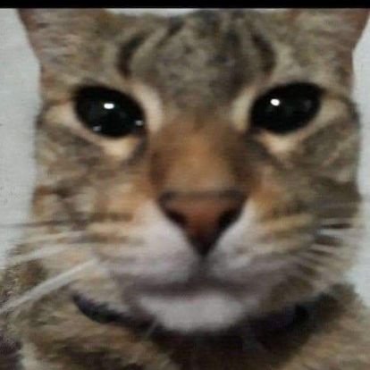 Gatogameruwu's profile picture. lo malaventurados no lloran 🗣️❗