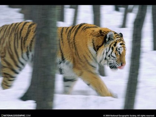 shaikhamjad's profile picture. 