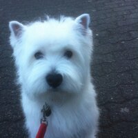 Jeff Johnstone (@jeffjohnstone8) 's Twitter Profile Photo Jeff Johnstone (@jeffjohnstone8) 's Twitter Profile Photo