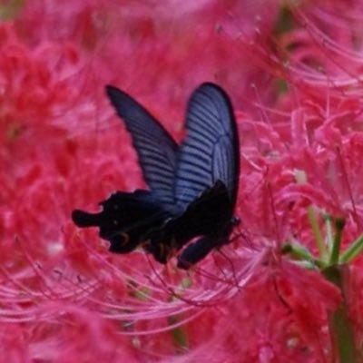 やなぎりさんのプロフィール画像