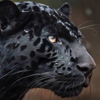 black panther(@bpanther603) 's Twitter Profile Photo