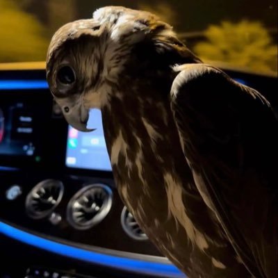 falsa_9's profile picture. رحـم الله ميتاً مـازال في القـلب حي