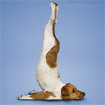 artemfenoga's profile picture. Автор не кумедних мемів про смартфони та й не тільки…