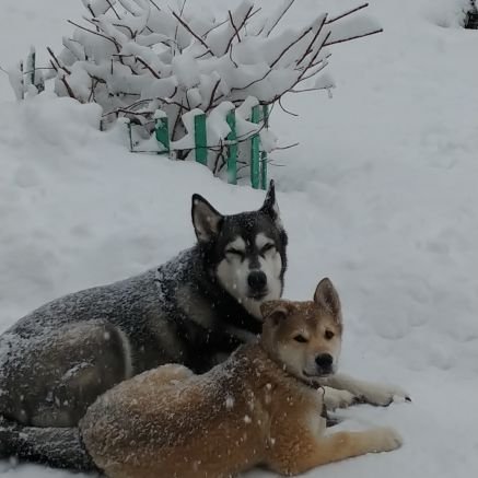 Curieuse de nature, j'aime les nuits astronomie, de poésie et les huskies...