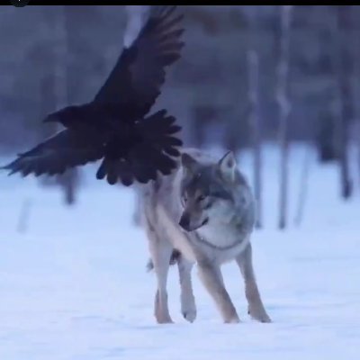 DiegoTitanMx's profile picture. IME || Col 4:23|| Sultanes ⚾ || Dodgers ⚾ || Tigres ⚽ 🐯 || Titans 🏈|| Milán ⚽|| Rockets 🏀