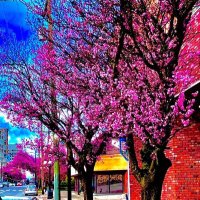 মোহাম্মদ এহসান (@mohammad_ehsan) 's Twitter Profile