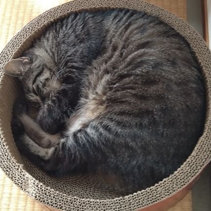 にのまえあゆむさんのプロフィール画像