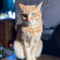 猫文庫 (@nekobunko49) 's Twitter Profile