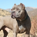 Amanda McIlwain - @PitBullMom54 - Twitter