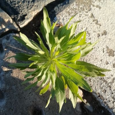 ThierryRSA's profile picture. French Fanatic, Literary Enthusiast, Football Follower, Fitness Addict & Assiduous Freelancer