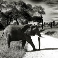 TravelWild Ltd(@travelwildltd) 's Twitter Profile Photo