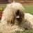 macoco_24's profile image
