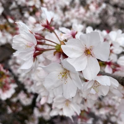 田舎のおばちゃんです。 生きにくい世の中になってしまったと嘆いてるこの頃、、、 しかし、日本保守党の出現でなにやら ワクワクしてきた今日この頃 。スマホオンチなものでxもどうやったらいいものか？