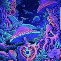Psychedelic shrooms 🍄 store(@ShroomsStore1) 's Twitter Profile Photo