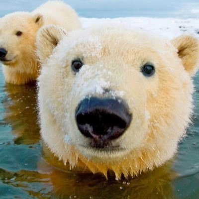 シロクマ好き🐻‍❄️。蒐集癖あり。