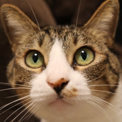 猫(めだか)&ともだち(飼い主2人)の暮らし。めだちゃん写真を中心に、ゆるい生活をつぶやきます🐈