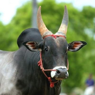 ANNADURAI111124's profile picture.