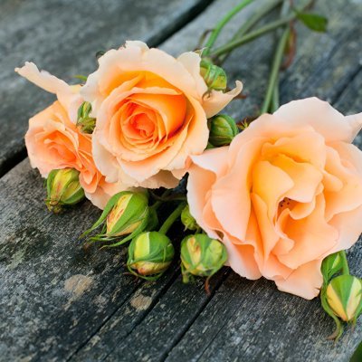 cruzsfn's profile picture. Advocate