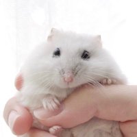 なてぃ子. (@natico_hamu) 's Twitter Profile Photo