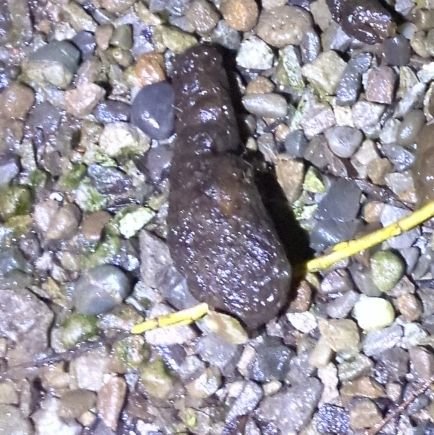 ShitKrock's profile picture. 