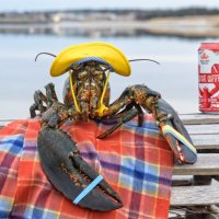 LucyLobster (@lucylobsterns) 's Twitter Profile Photo LucyLobster (@lucylobsterns) 's Twitter Profile Photo