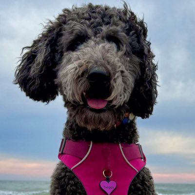 Hi, I’m Twiggy♀I ended up in a shelter but am now luvd by my 4ever family. I had the best bros Yogi, Redford & Baxter pave the way for me #dogs #twiggylonglegs
