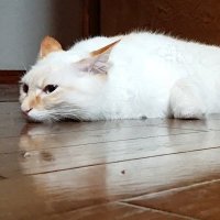 犭藍@反ミーム(Explained)🇺🇦 (@azur_noir) 's Twitter Profile Photo 犭藍@反ミーム(Explained)🇺🇦 (@azur_noir) 's Twitter Profile Photo