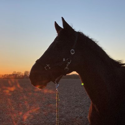 Olexandrl's profile picture. Embedded C developer