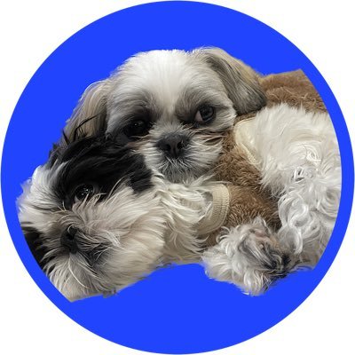okoge0411's profile picture. シーズーの男の子´ᐧ ﻌ ᐧ`                                    おこげ𖧧2021.4.11                                           笑吉 𖧧2022.3.30