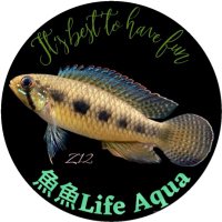 魚魚ライフ(@g_styleaqua) 's Twitter Profile Photo