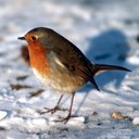 Ruth Havens - @camplady60 - Twitter