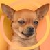 Quizy (@esquizopoc) Twitter profile photo Quizy (@esquizopoc) Twitter profile photo