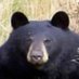 Dani 🐻 (@danikuma_) Twitter profile photo Dani 🐻 (@danikuma_) Twitter profile photo