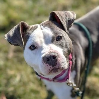 Open Doors. Open Hearts. Milwaukee Area Domestic Animal Control Commission cares for more than 12,000 of Milwaukee County's stray & lost animals annually.