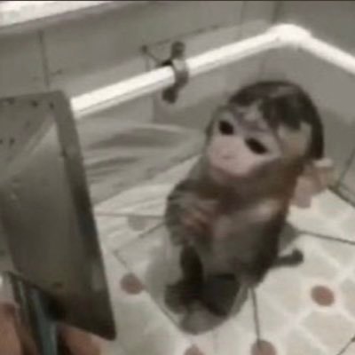 NoContextMonks's profile picture. DM for promotions 🐵