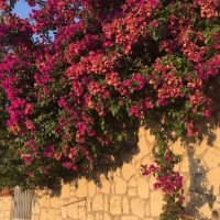 cherry’s 🍒 (@ummuhanm) 's Twitter Profile