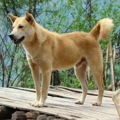 zhngwi018019447's profile picture. 五方烈火点亮长夜