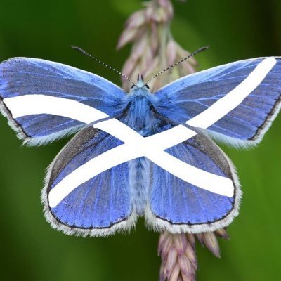 Independence 🏴󠁧󠁢󠁳󠁣󠁴󠁿🏴󠁧󠁢󠁳󠁣󠁴󠁿🏴󠁧󠁢󠁳󠁣󠁴󠁿