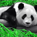 Karla Barclay - @gracetibet - Twitter