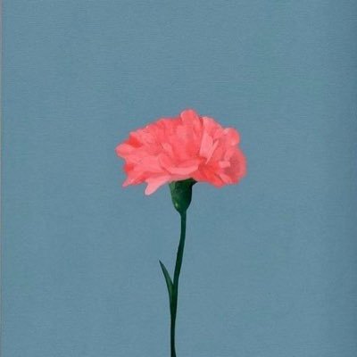 ruadocastelo's profile picture. 