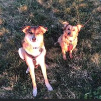 Micah and Freya 🐕🐕💕(@MicahAndFreya) 's Twitter Profile Photo