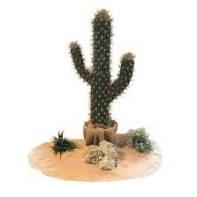 Struggling to get your child’s needs met at school? Need free expert advice? Get in touch! 🌵 cactusalnconsultants@gmail.com