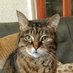Trad Cat (@_TradCat_) Twitter profile photo