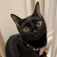 黒猫のサバラン (@savarin_cat) 's Twitter Profile