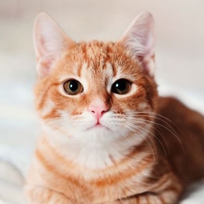 美味しいものを食べるのが好き、ラーメン🍜カレー🍛、猫🐈も大好きです