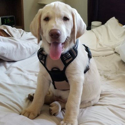 ThePizzMan's profile picture. Gamer, historian, economist & financier, fashion, mountain biking, computer builder, admirer.