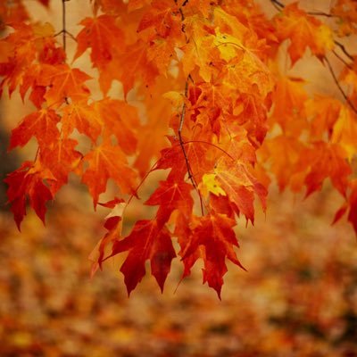 kyrridven's profile picture. terror fandom account | 27, she/her | antis and minors dni