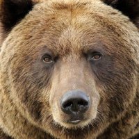 problembear(@problembear) 's Twitter Profile Photo