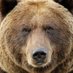 problembear (@problembear) Twitter profile photo problembear (@problembear) Twitter profile photo