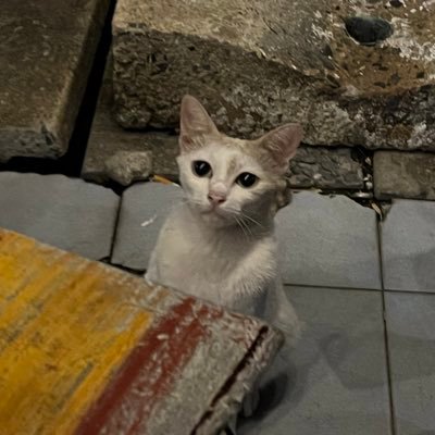 chocolatezbar's profile picture. 